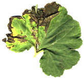 Bacterial leaf spot of Cucurbits on a cucurbit