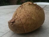 Potato, Maris peer (shatter bruise)