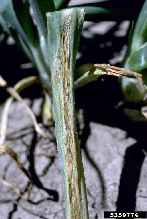 Xanthomonas leaf blight of onion WikiGardener Fandom
