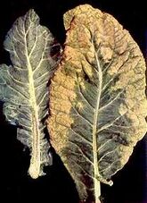 Boron deficiency on cauliflower