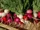 Radish