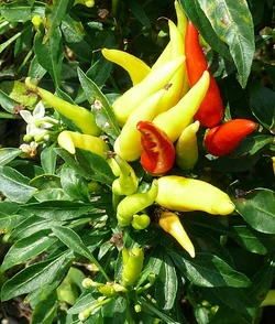 Chilli Chilly chili