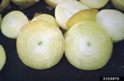 Onion Bruising