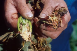 Strawberry Verticillium Wilt
