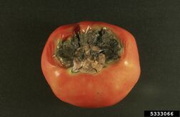 Phoma rot (P. destructiva)