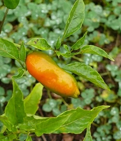 Chilli Aji amarillo 2