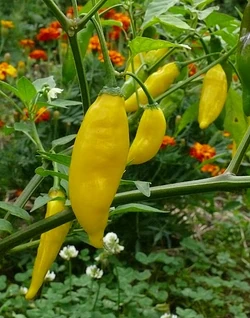 Chilli Aji blanco 2