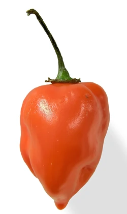 Chilli Habanero