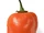 Capsicum chinense 'Habanero'