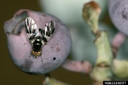 Blueberry fly Rhagoletis mendax.jpg (275 KB) Blueberry maggot on blueberry