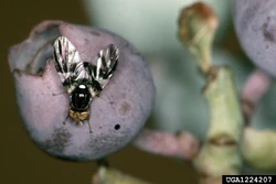 Blueberry fly Rhagoletis mendax