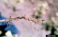 Bean Root-Knot Nematode