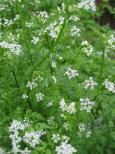 Bolting of chervil