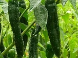 Capsicum annuum 'Pasilla'