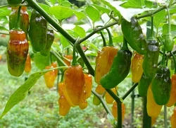 Chilli Chinense peru yellow