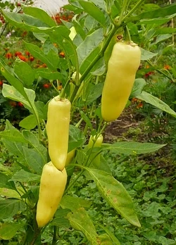 Chilli Aji crystal
