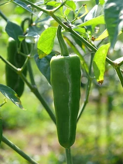 Chilli Bhavnagari long