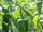 Capsicum annuum 'Bhavnagari long'