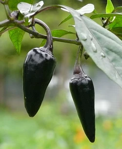 Chilli Czechoslovakian black