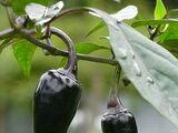 Capsicum annuum 'Czechoslovakian black'