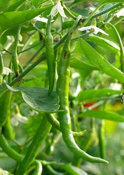 Chilli Pusa jwala