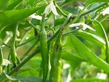 Capsicum annuum 'Pusa jwala'