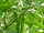 Capsicum annuum 'Pusa jwala'