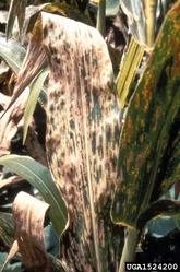 Corn Cercospora leaf spot Cercospora zeae-maydis.jpg (321 KB) Grey leaf spot of corn (Cercospora zeae-maydis)