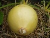 A young Atlantic giant growing on straw