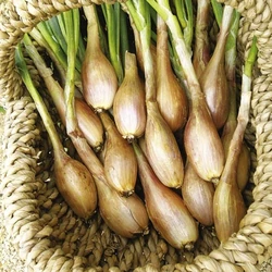 Shallot