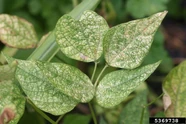 Red spider mite