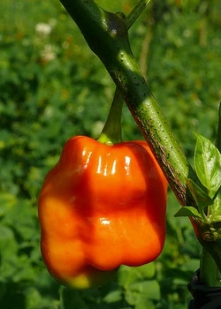 Chilli Aji unmba