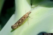 Broccoli Diamondback Moth Adult.jpg (32 KB) Broccoli