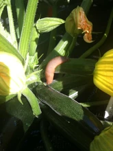 Slug on a courgette