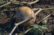 Pumpkin Plectosporium Blight.jpg (319 KB) Plectosporium blight on a pumpkin