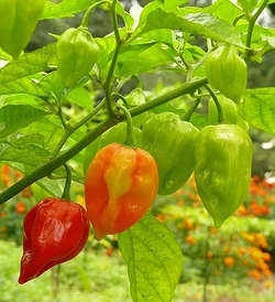 Chilli Antillais caribbean