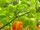 Capsicum chinense 'Antillais caribbean'