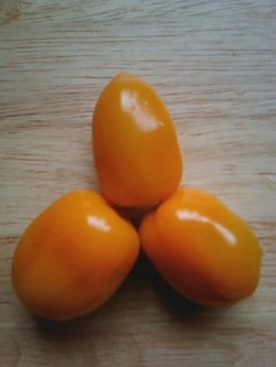 Tomato Orange santa