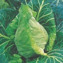 Spring Cabbage.jpg (86 KB) Spring cabbage