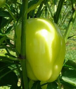 Sweet pepper Blushing beauty