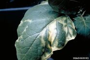 Aubergine Clavibacter michiganensis Leaf
