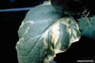 Aubergine Clavibacter michiganensis Leaf.jpg (42 KB) Anthracnose (Clavibacter michiganensis)