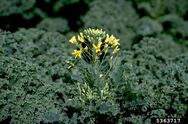 Bolting of kale