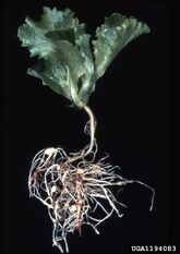 Root-knot nematode