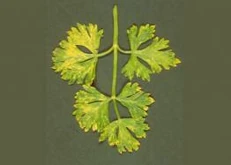 Parsley Celery mosaic virus.jpg (6 KB) Celery mosaic virus on parsley