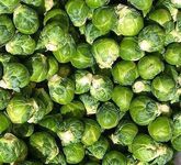 Cabbage white damage on Brussels sprout