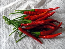 Chilli De arbol Fruit