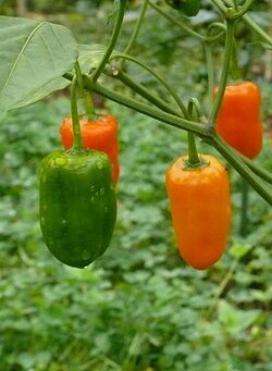Chilli Habanero little finger