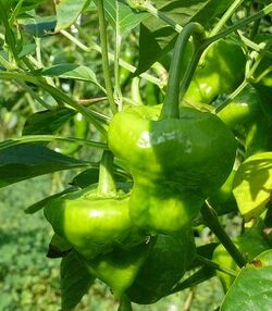 Chilli Scotch bonnet yellow