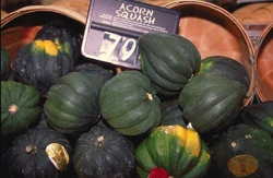 Squash Acorn Squash